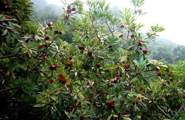 广州江南水果批发市场，繁荣的商贸中心与文化的交汇点