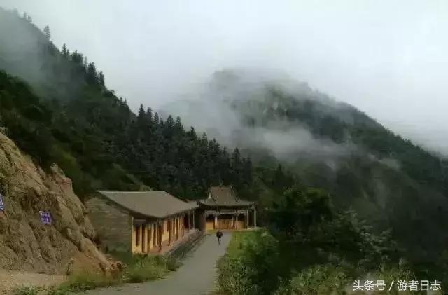 速生柳，绿色经济的先锋
