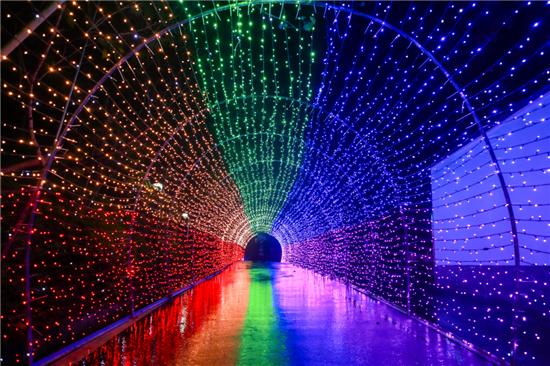 九九情深，jiujiu9９的奇幻之旅