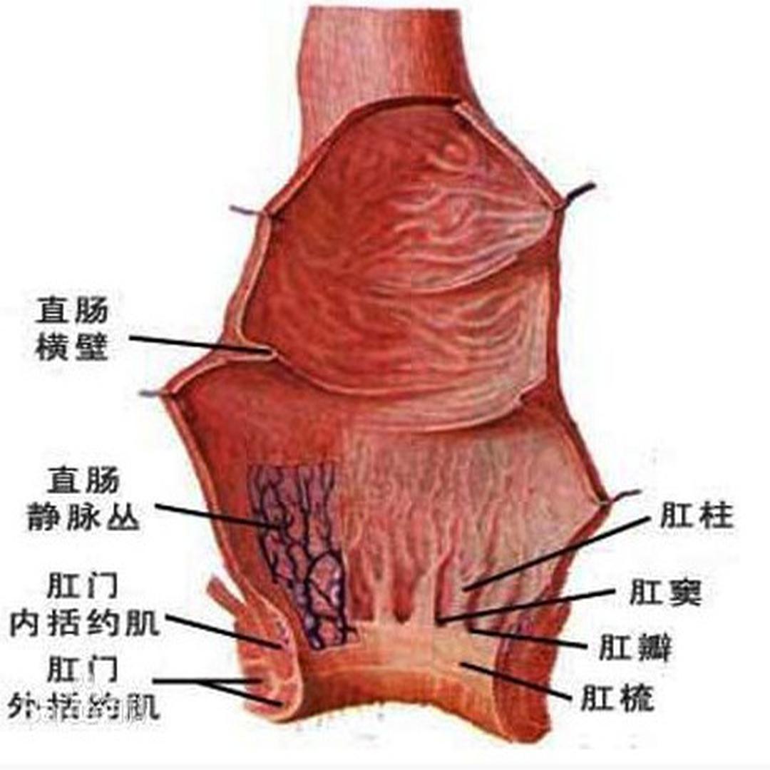 关于免费肛门女的文章