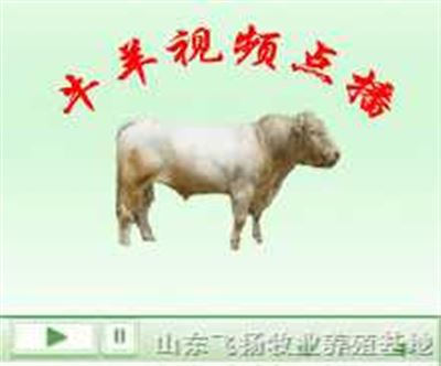 今日肉牛价格行情分析