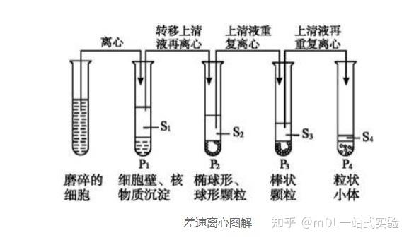 蔗糖密度梯度离心原理及其应用