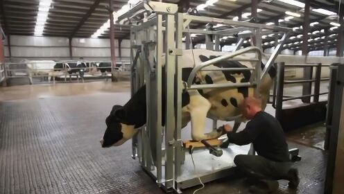 人形乳牛改造榨奶机，未来科技与生物工程的革新之路