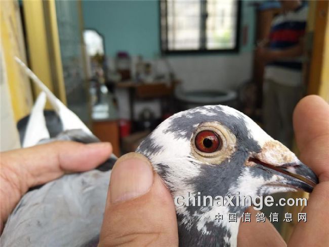 八哥图库总汇，探索与赏析